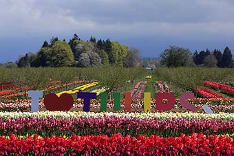 Skagit Valley Tulip Festival